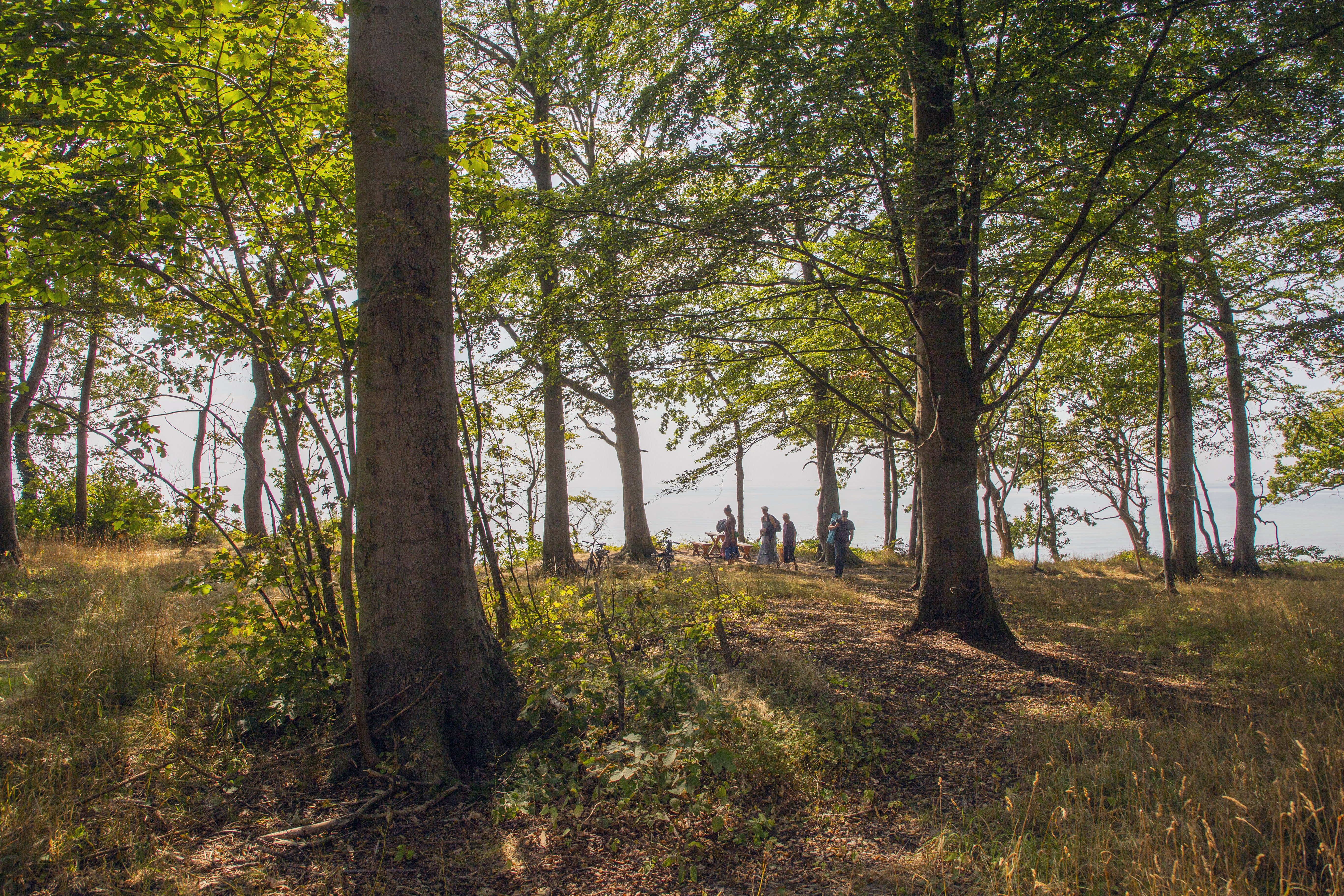Udsigt fra skoven ud mod stranden ved Kristiansholmsplantage