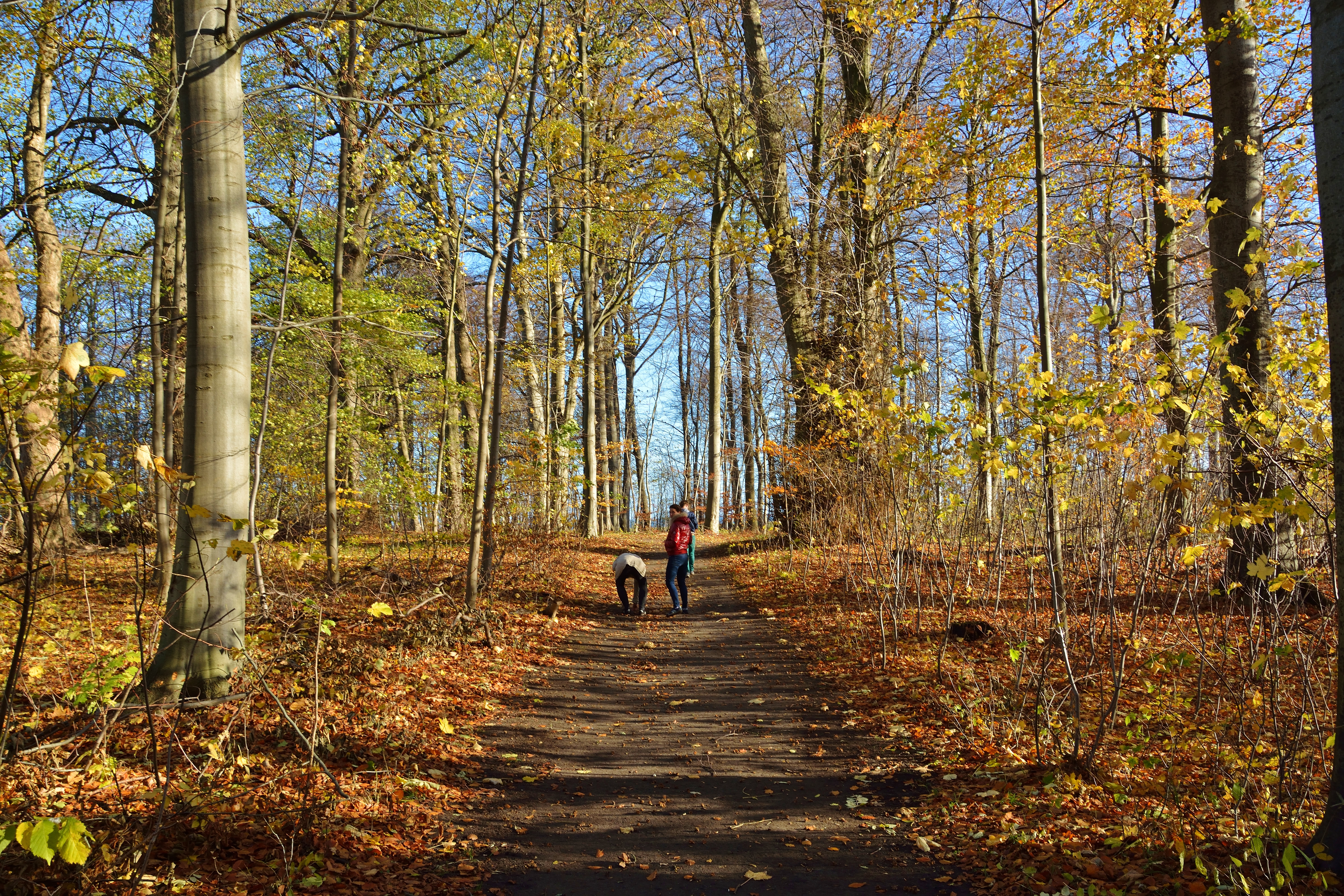 Skovsti med høje træer