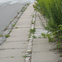 Et fortorv med masser af ukrudt