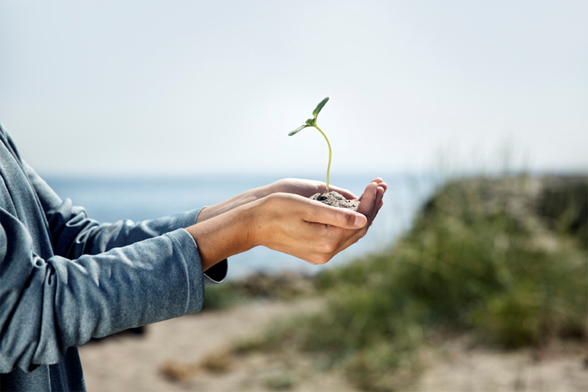 Billede af hænder der holder et spire der vokser