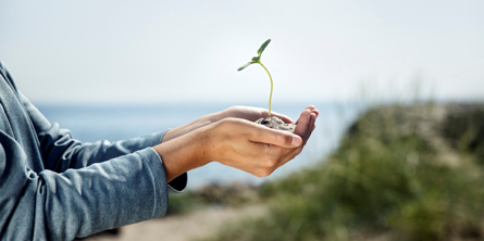 Billede af hænder der holder et spire der vokser