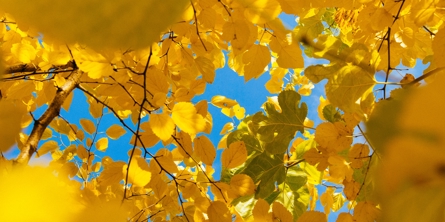 Gule blade på et træ op mod en blå himmel