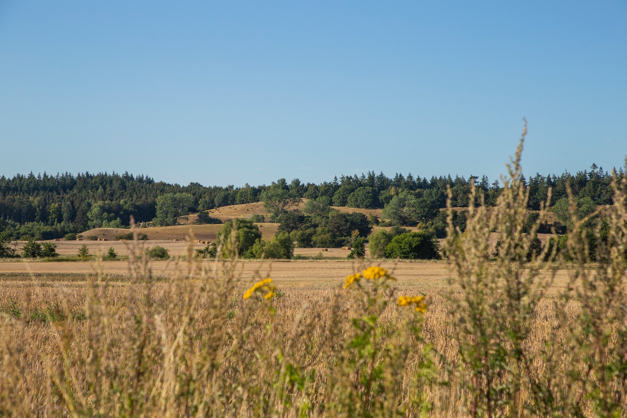 Gule Havremarker med enkelte grønne træer 