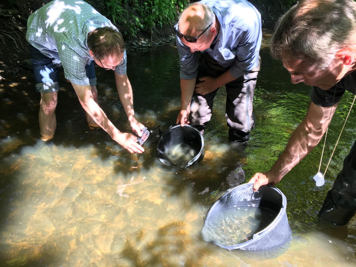 Tre mennesker udsætter Elritse i vandet