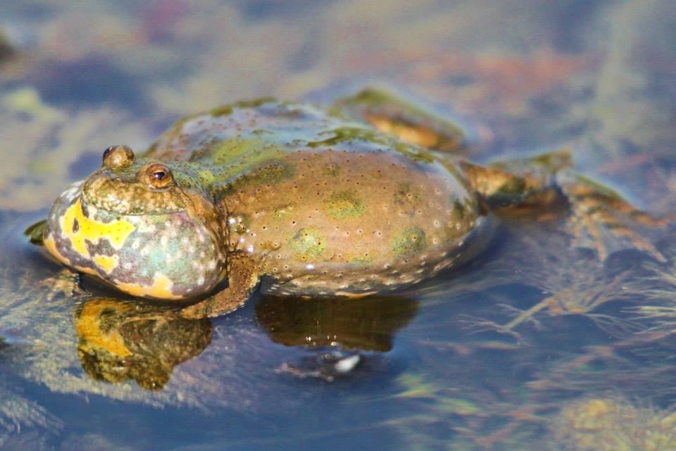 Billede af en klokkefrå (Bombina bombina)
