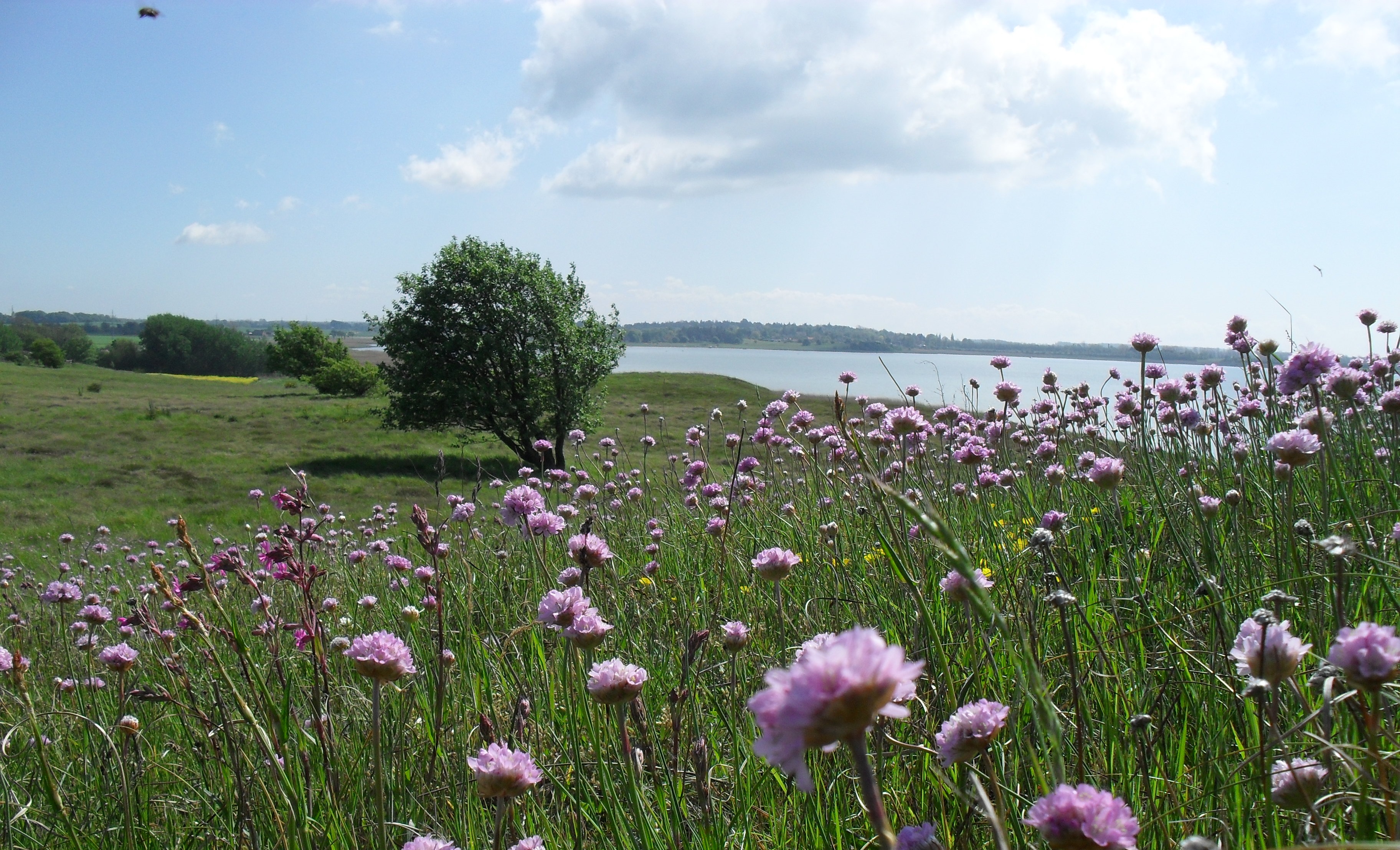 Stejlebanke, natur, lilla kornblomster