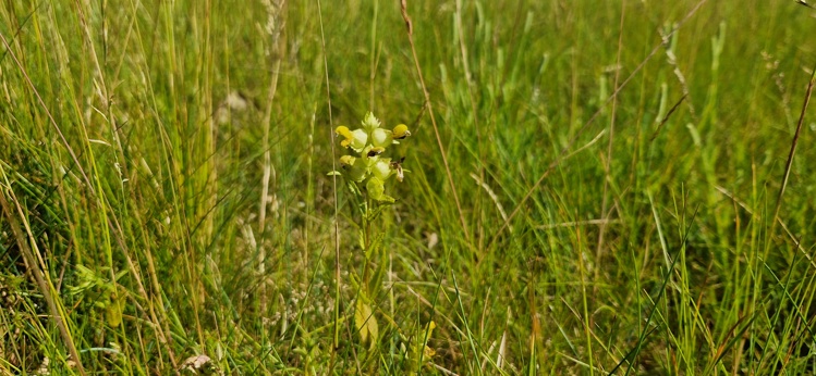 Græshave med langt græs