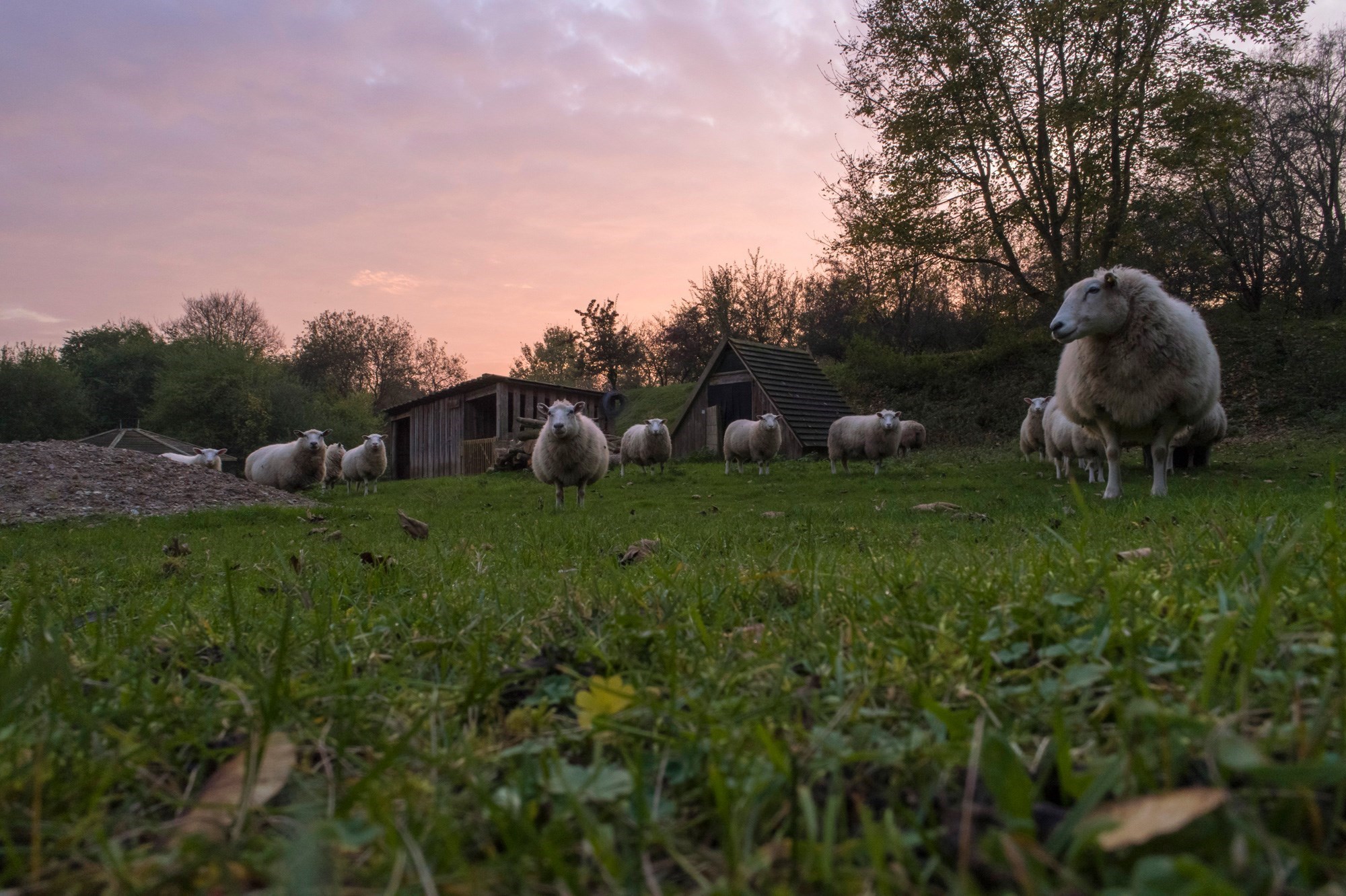 Får stå på græs i solnedgang i Herlufmagle