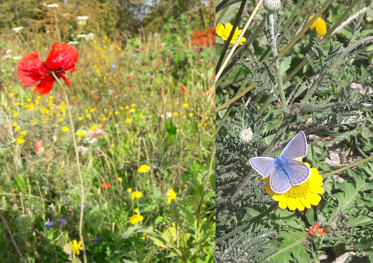 Blomster fra vild have