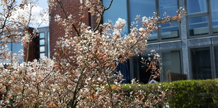 Nærbillede af bygning på Helgesvej med skønne blomsterende træer