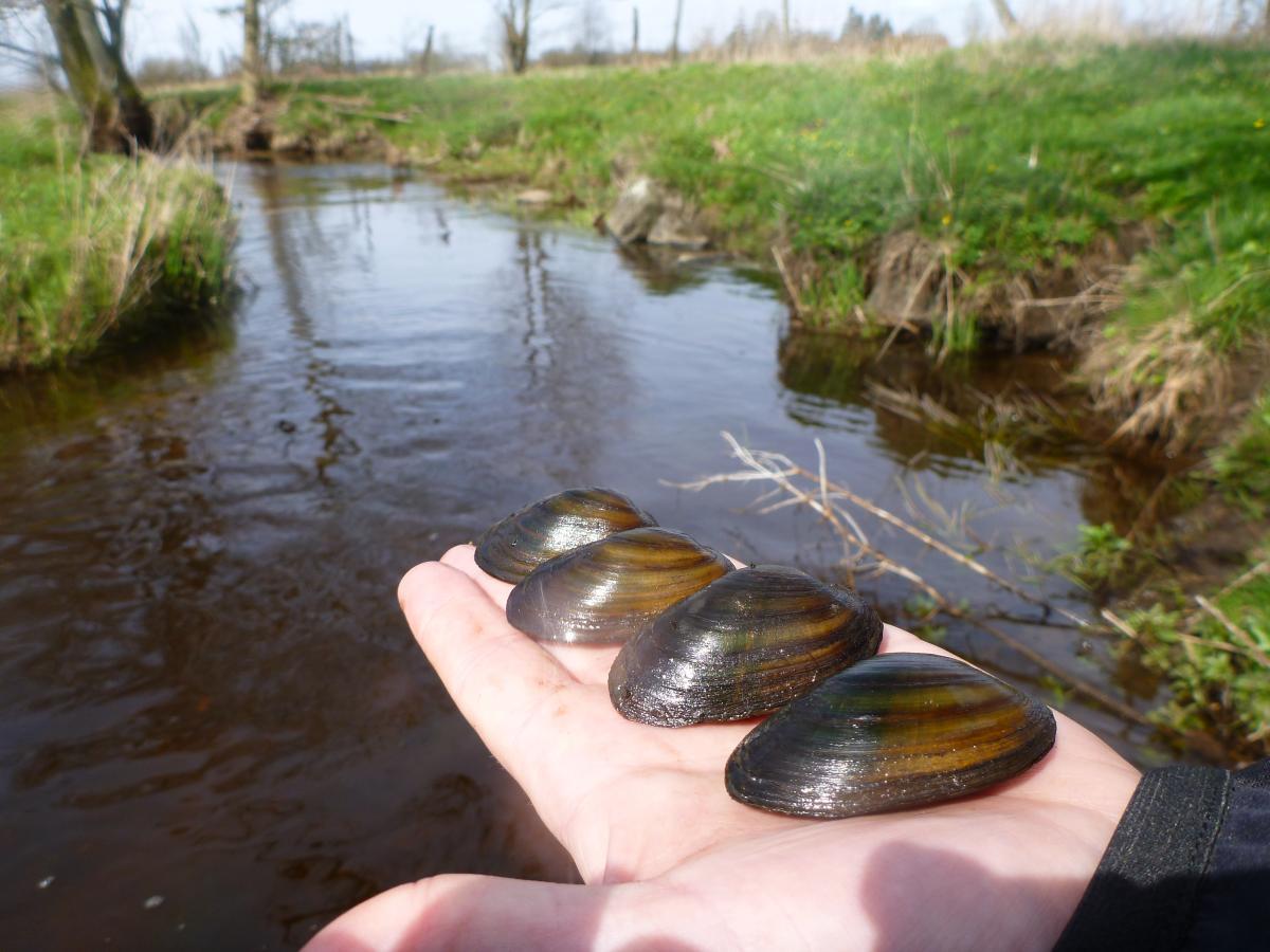 Tykskallede Malermuslinger på flad hånd