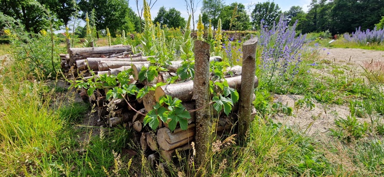 Have til insekter og smådyr