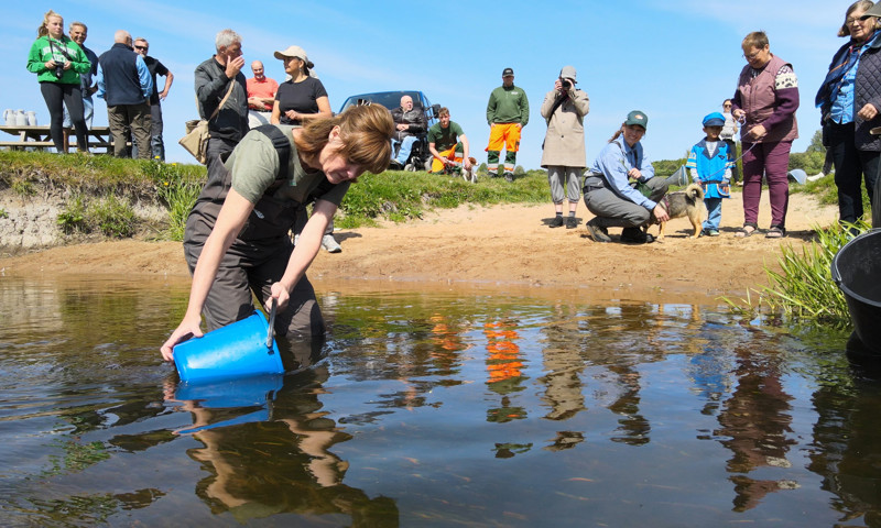 Tykskallede malermuslinger hældes ud i Susåen