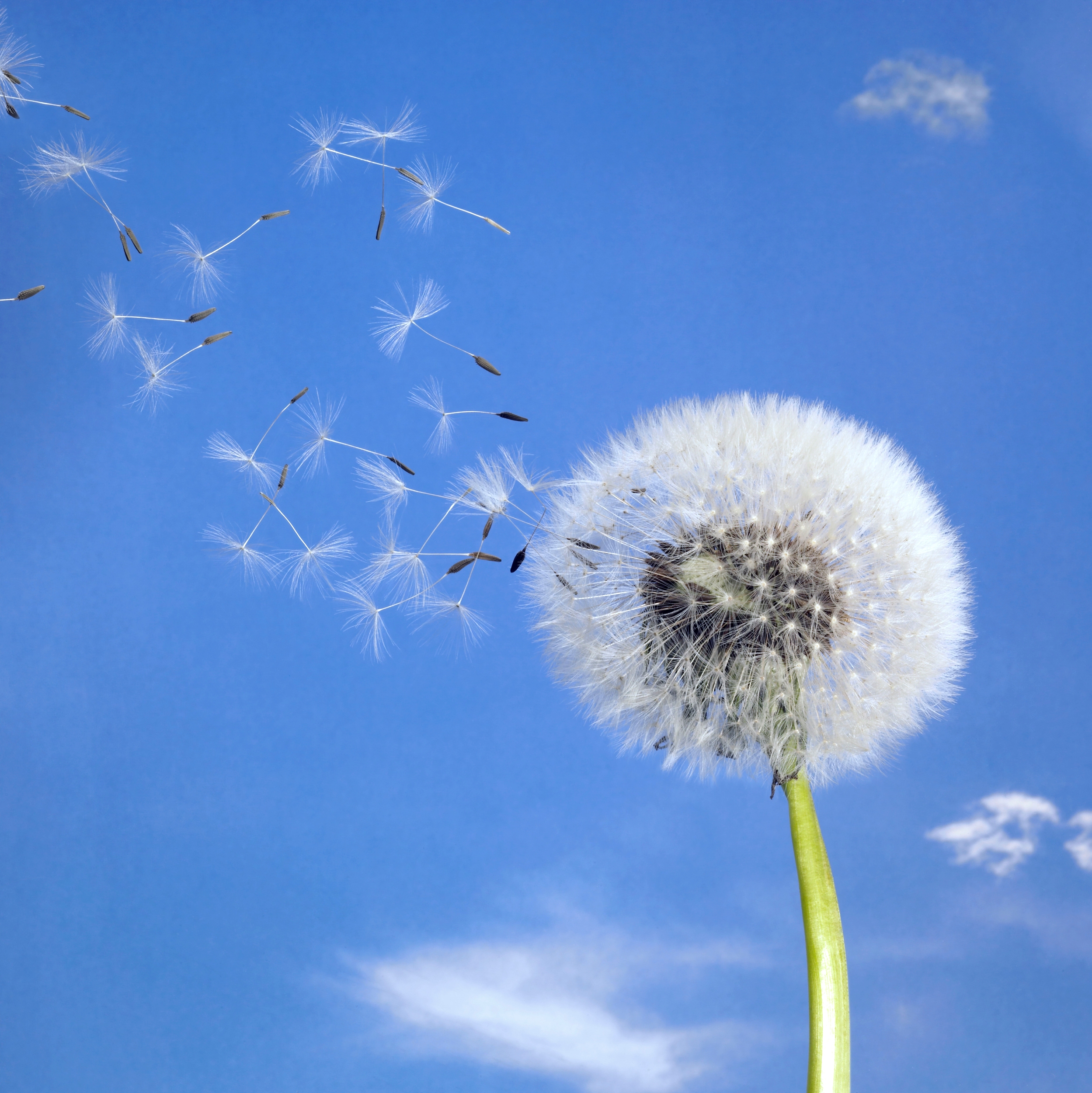 Billede af mælkebøtte der blæser væk