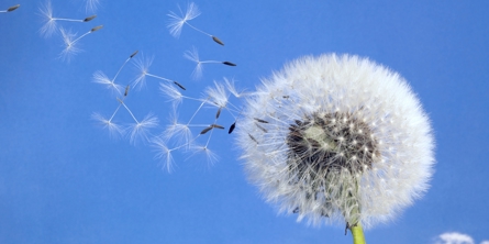 Billede af mælkebøtte der blæser væk