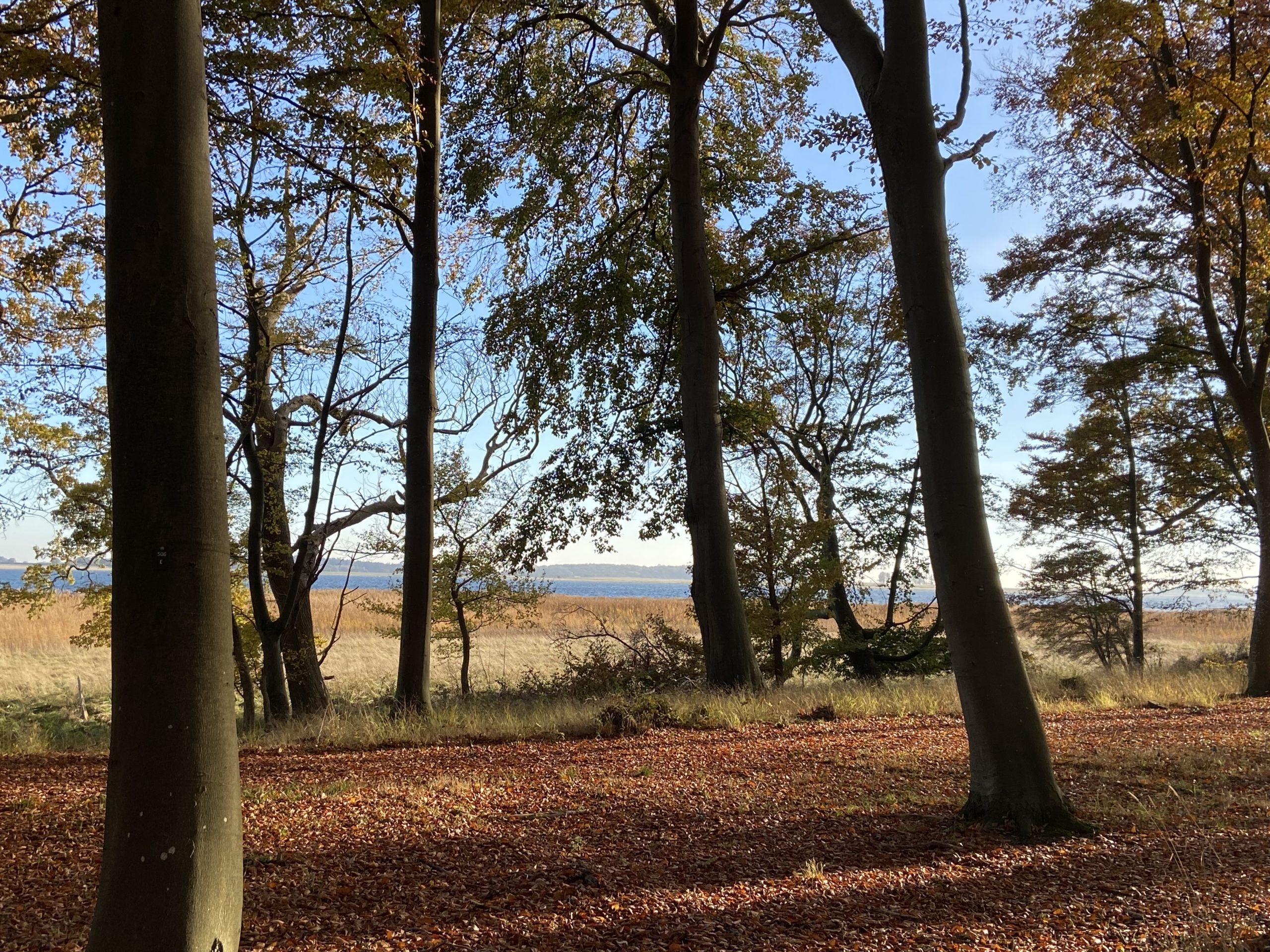 Saltø Skovbegravelsesplads