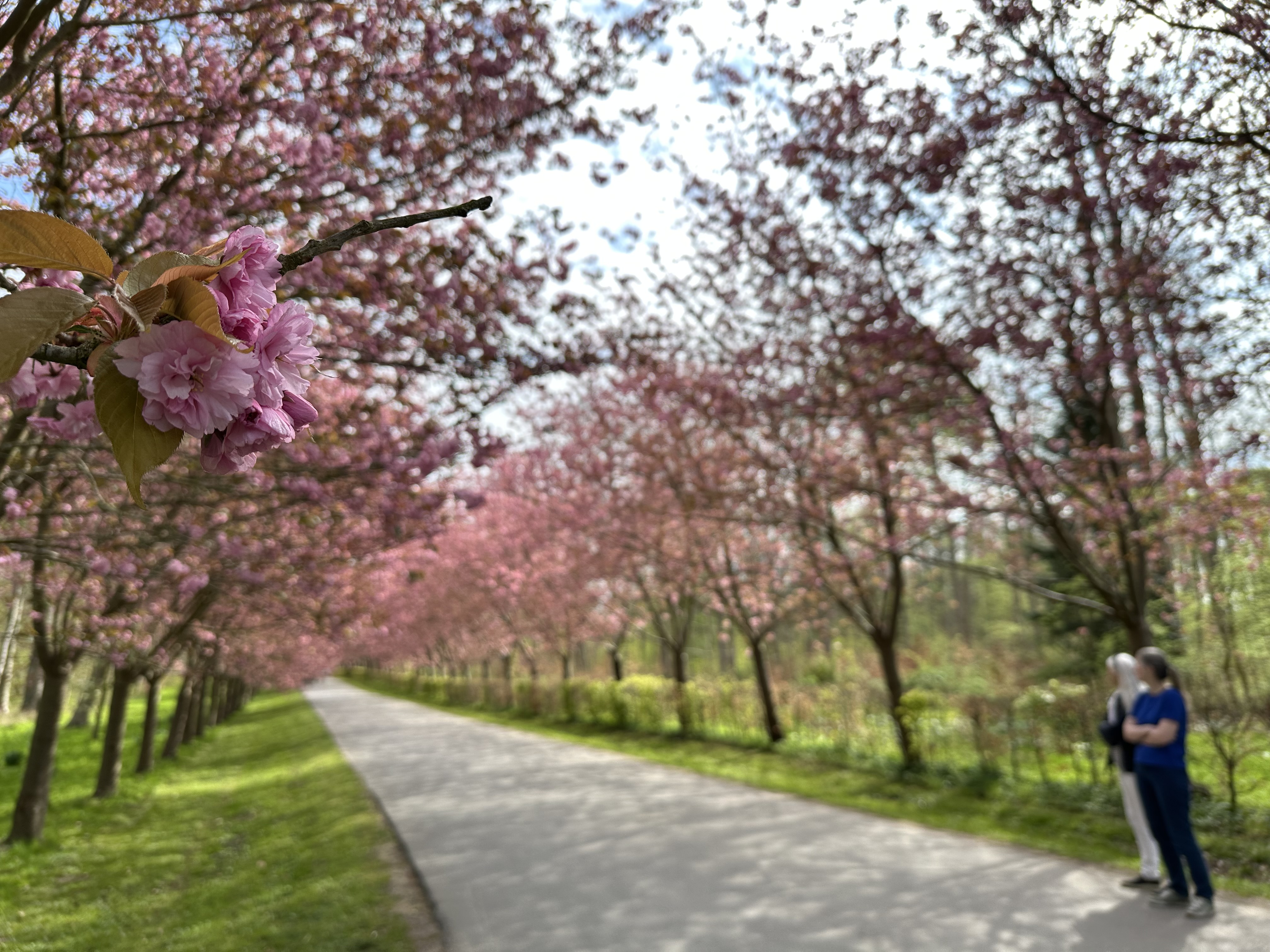 Kirsebærblomst i forgrunden med sløret baggrund, hvor du kan se to personer og Danmarks længste kirsebærallé i blomst. 